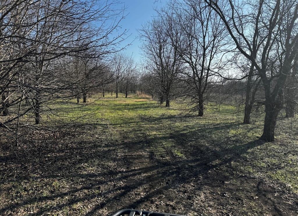 586 Pleasant Home Road Sherman, TX 75092 - Photo 12 of 25 a view of a yard with a tree