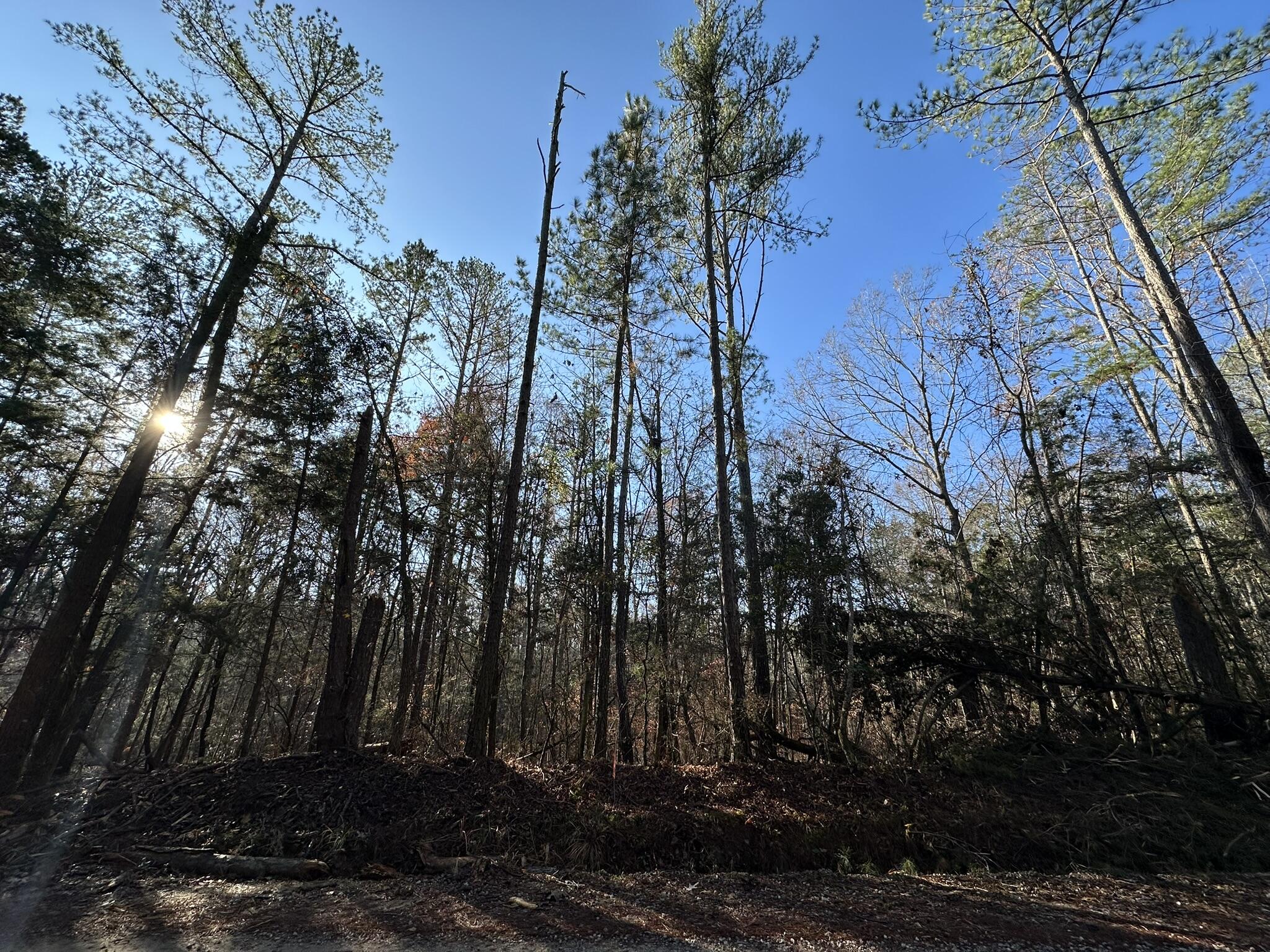 Lot 1 Saggus Road Washington, GA 30673 - Photo 1 of 40 Road Frontage