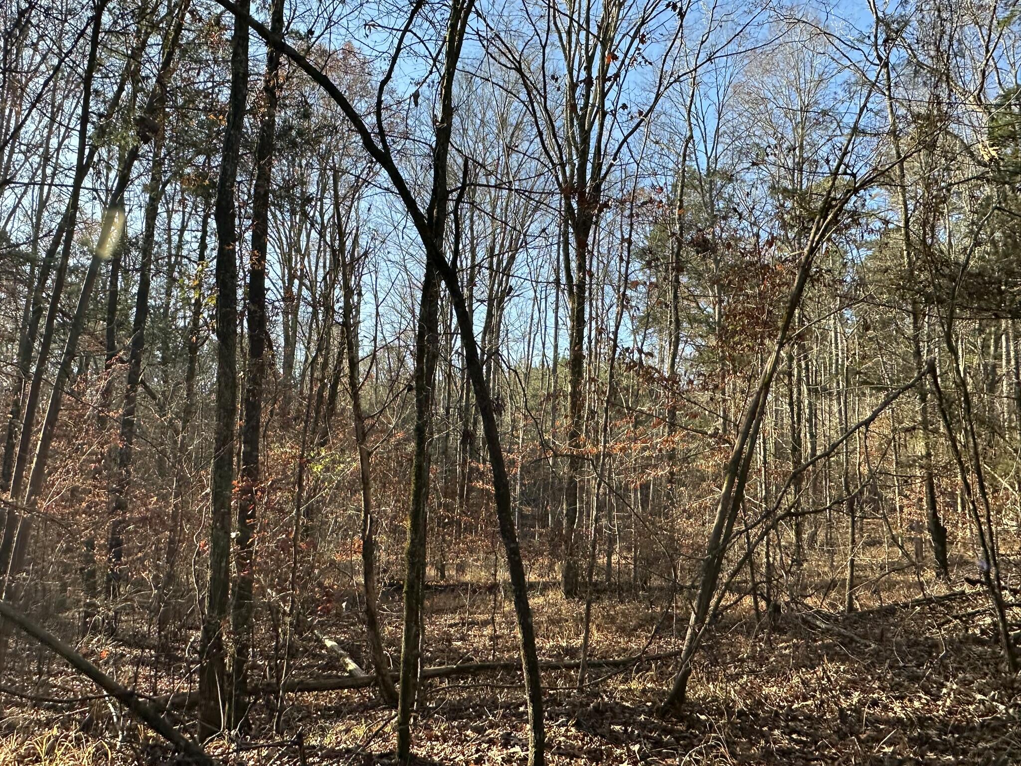Lot 1 Saggus Road Washington, GA 30673 - Photo 2 of 40 IMG_9386