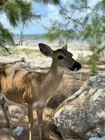a bathroom with a sink a mirror and a shower