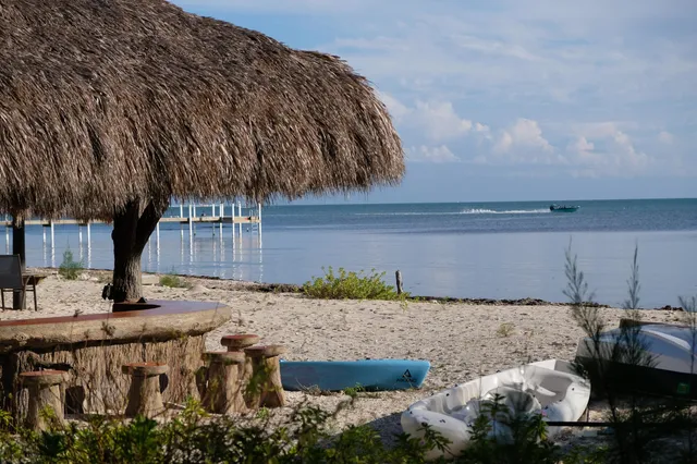 a view of a tree in the middle of a yard