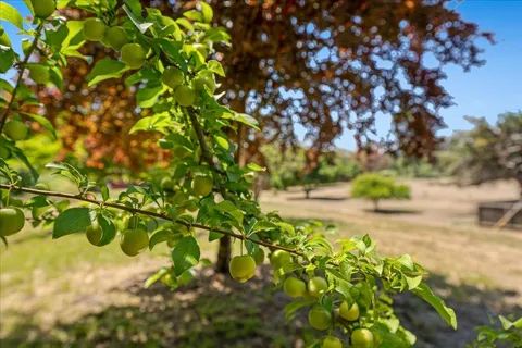 a view of dirt yard with a large tree