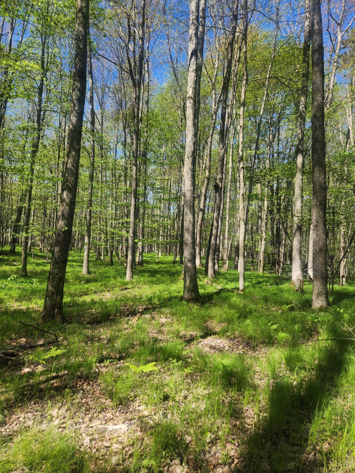 5099 East 17 Mile Road Reed City, MI 49677 - Photo 35 of 40 20250516_112212