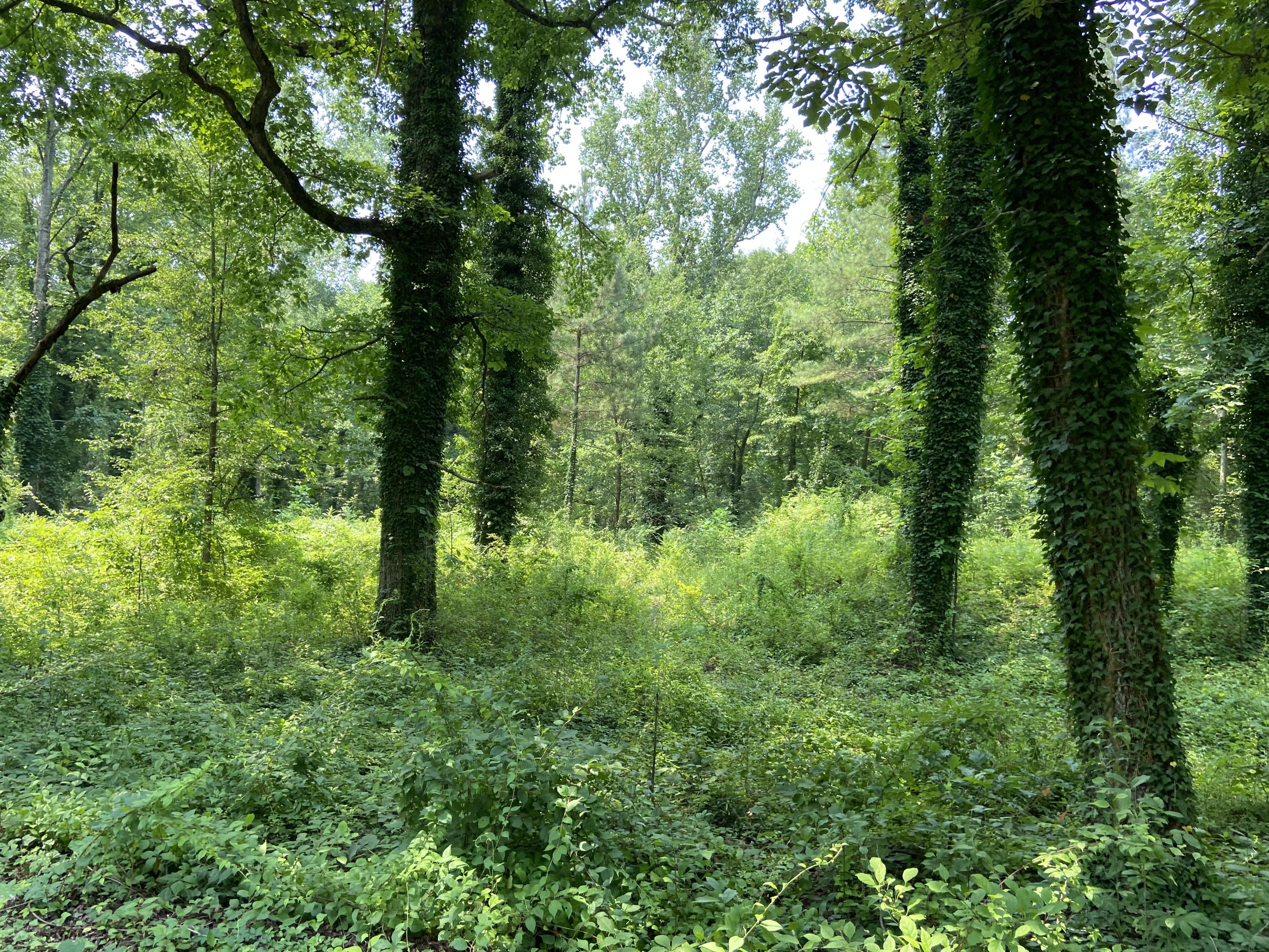 1520 Crabtree Road Hixson, TN 37343 - Photo 1 of 8 3620F83A-C5F6-4E0B-B472-0FA4107D56BC
