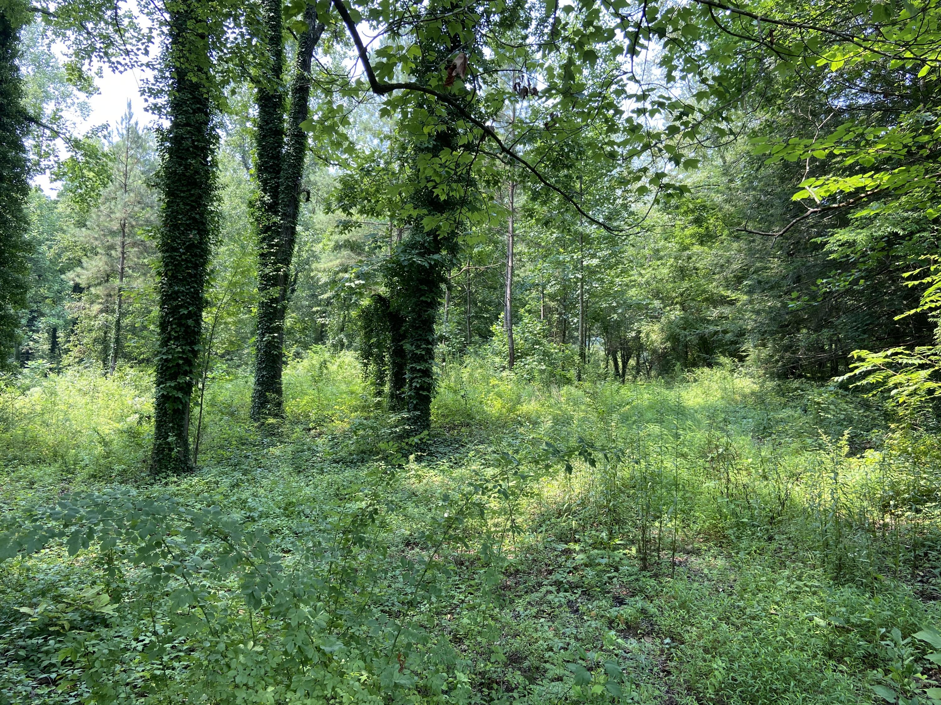 1520 Crabtree Road Hixson, TN 37343 - Photo 4 of 8 3CA98200-E68F-495A-B9DC-C7FBC4671BA7