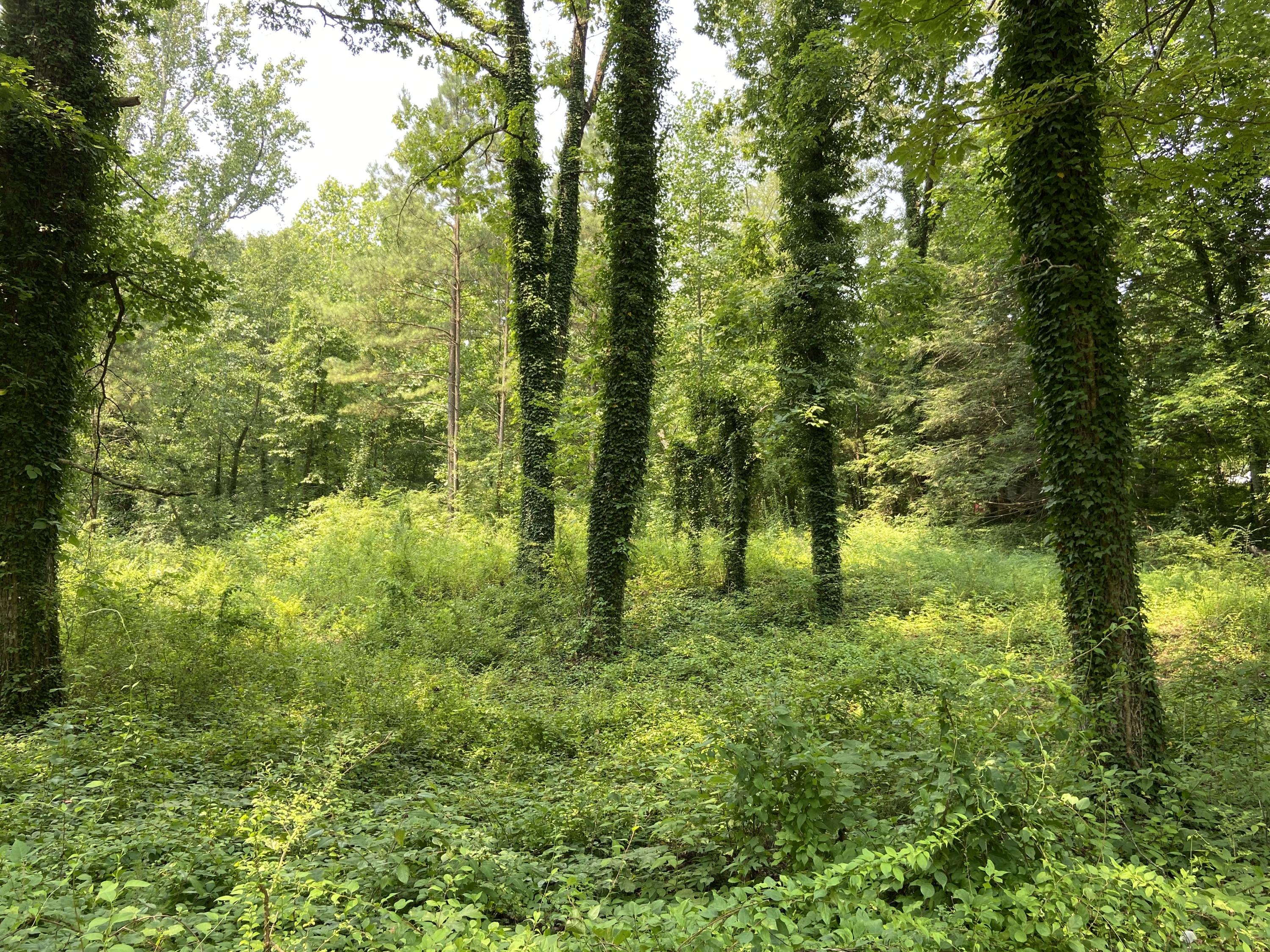 1520 Crabtree Road Hixson, TN 37343 - Photo 6 of 8 1D3974C3-936D-4CB7-ADF4-610862062053