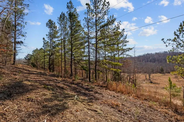 a view of a forest filled with trees