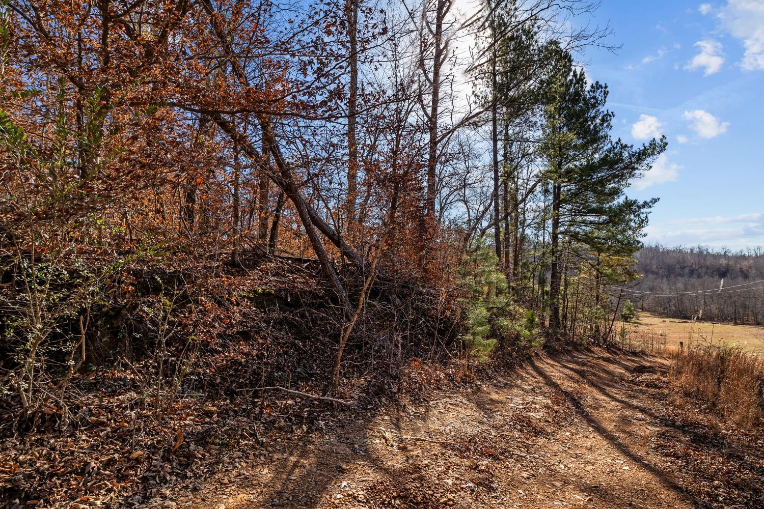 0 Roberts Creek Road Waverly, TN 37185 - Photo 20 of 33 a view of a forest filled with trees