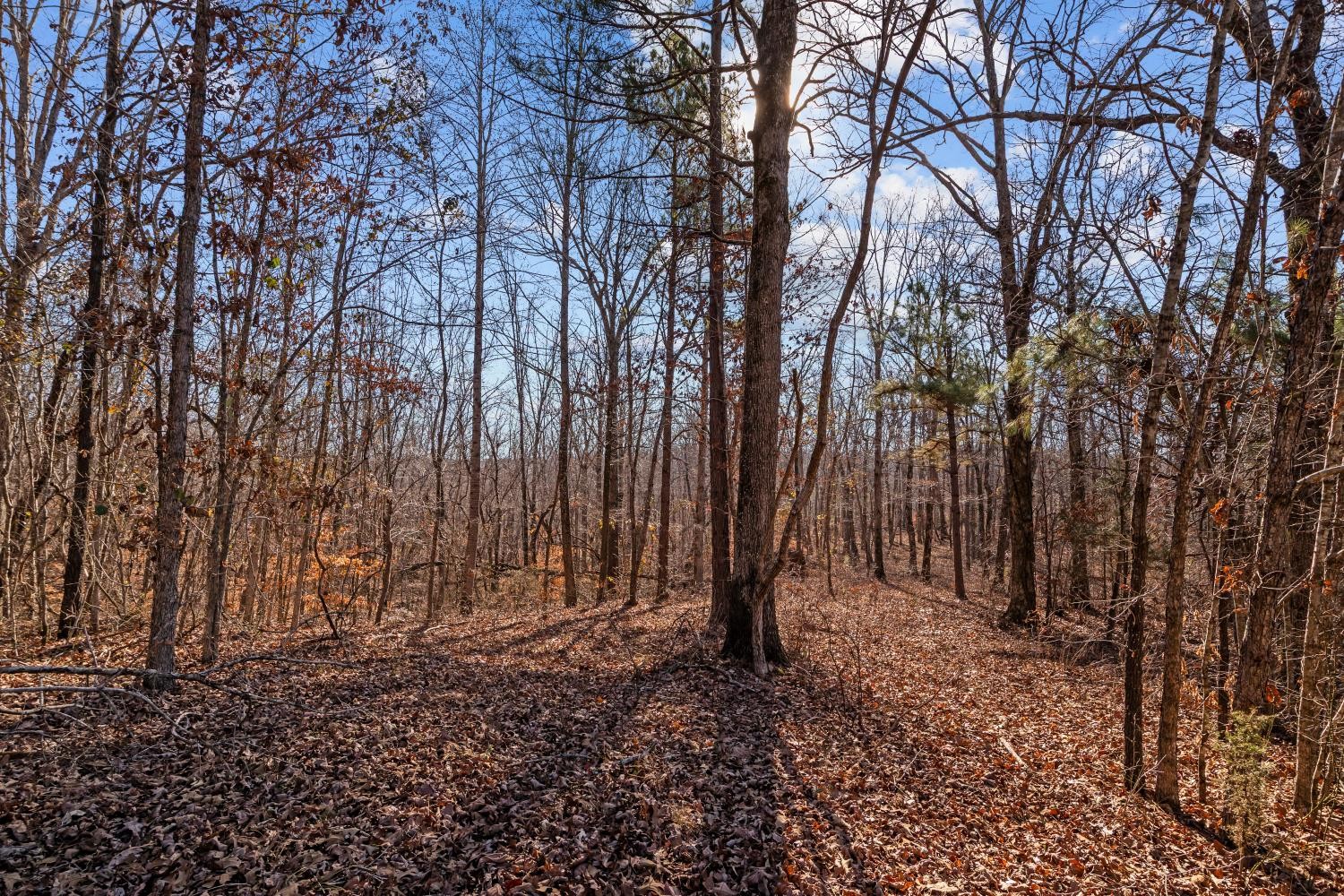 0 Roberts Creek Road Waverly, TN 37185 - Photo 23 of 33 a view of backyard with green space