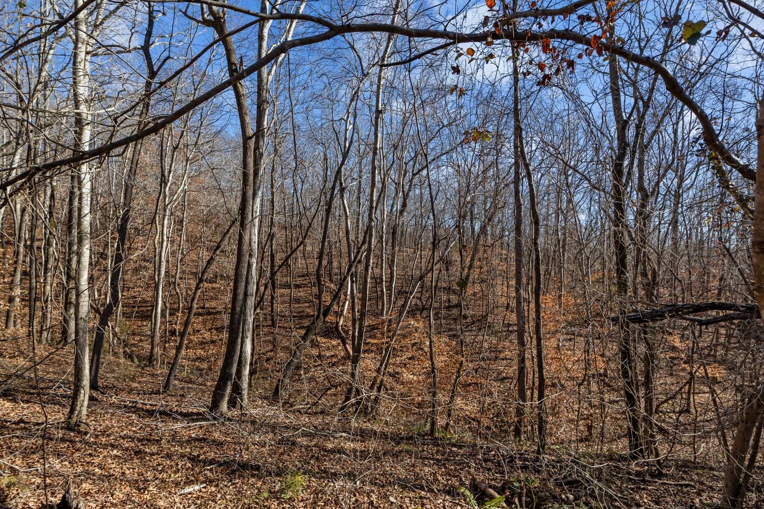 0 Roberts Creek Road Waverly, TN 37185 - Photo 26 of 33 a backyard of a house with lots of trees