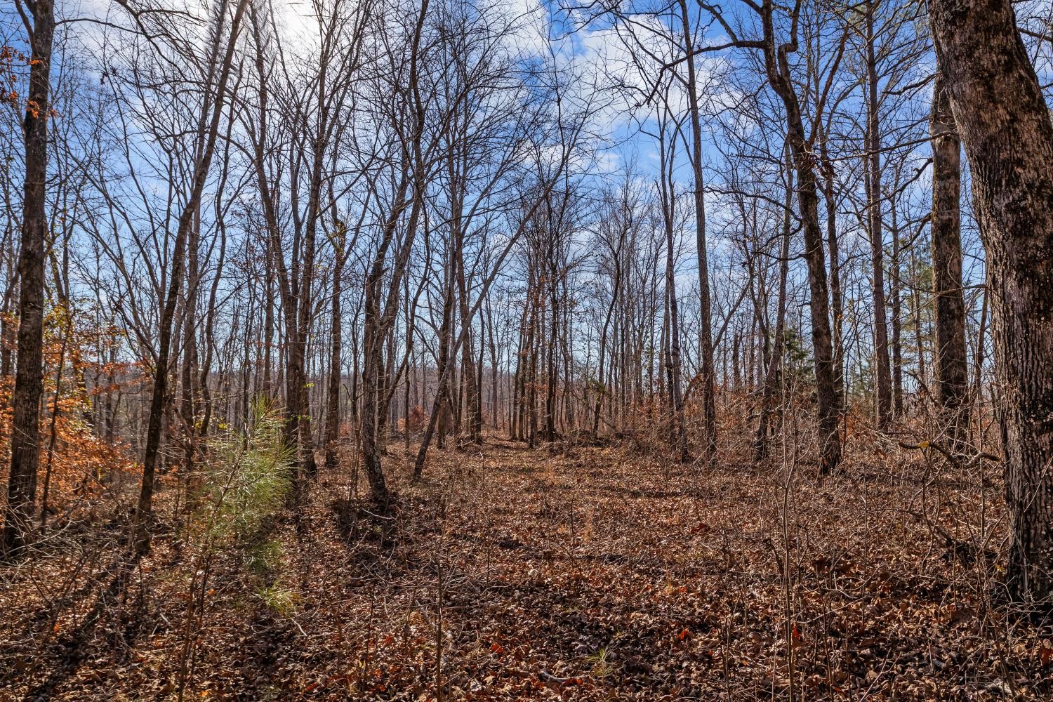 0 Roberts Creek Road Waverly, TN 37185 - Photo 27 of 33 a view of backyard with green space