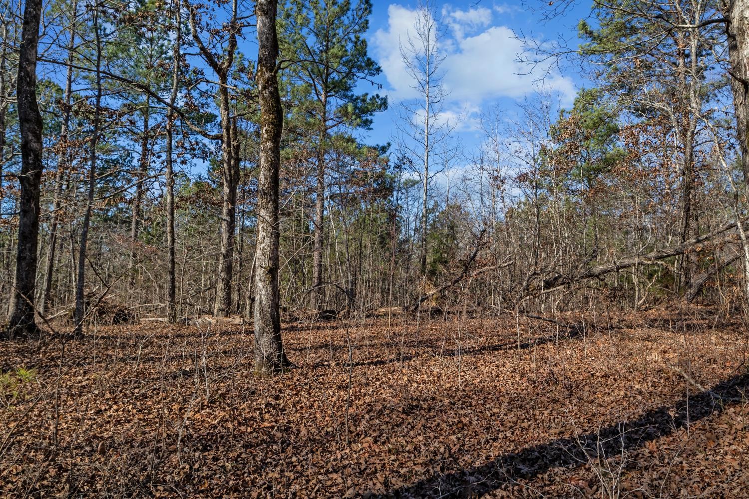 0 Roberts Creek Road Waverly, TN 37185 - Photo 28 of 33 a view of outdoor space with trees