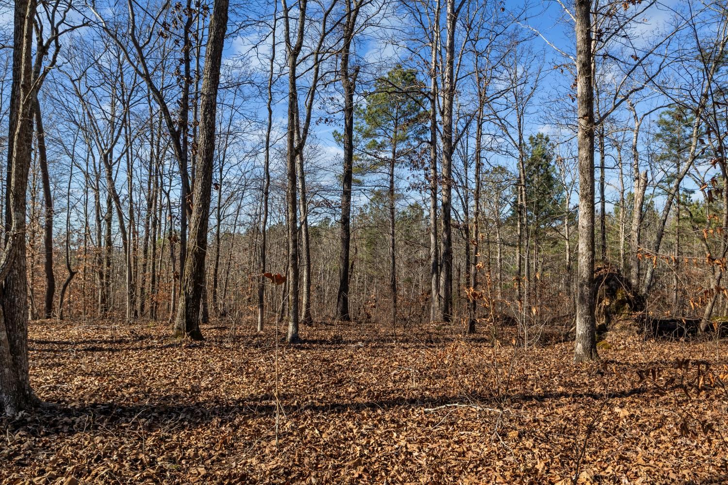 0 Roberts Creek Road Waverly, TN 37185 - Photo 31 of 33 a view of house with trees