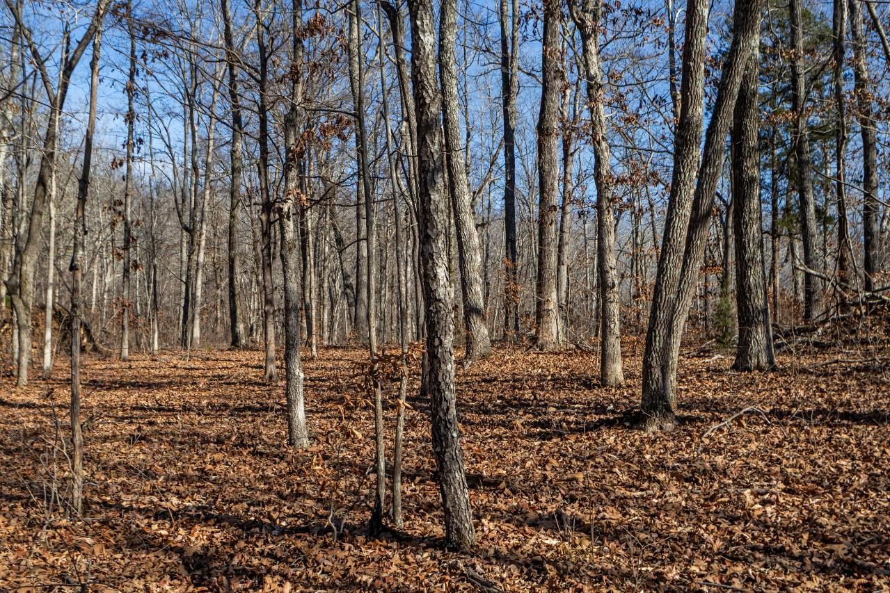 0 Roberts Creek Road Waverly, TN 37185 - Photo 33 of 33 a view of a backyard of the house