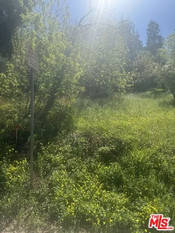 a view of a lush green forest with large trees