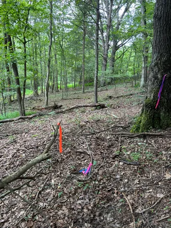 a view of a park with large trees