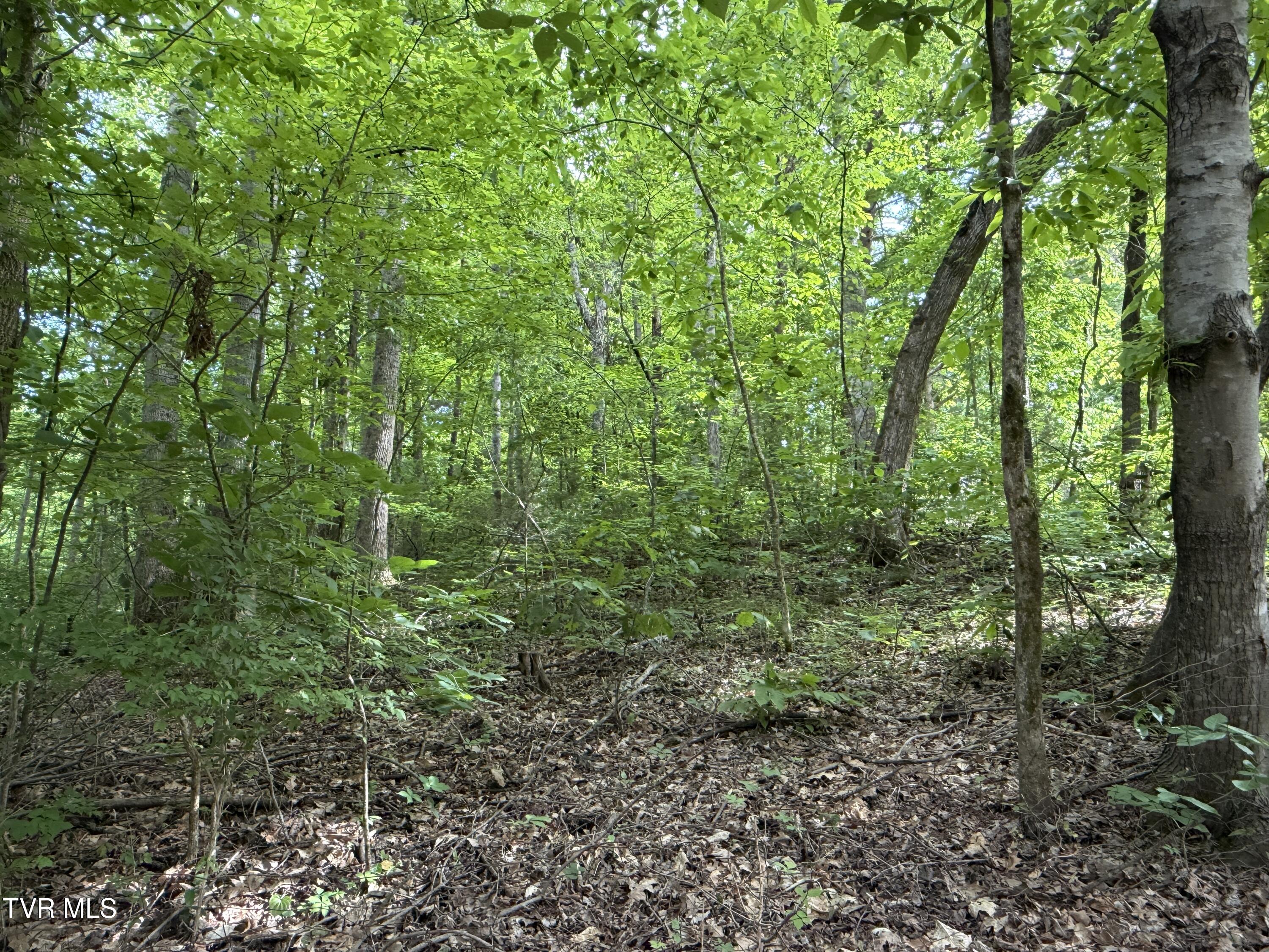 316 Wiley Town Road Newport, TN 37821 - Photo 10 of 18 IMG_2524