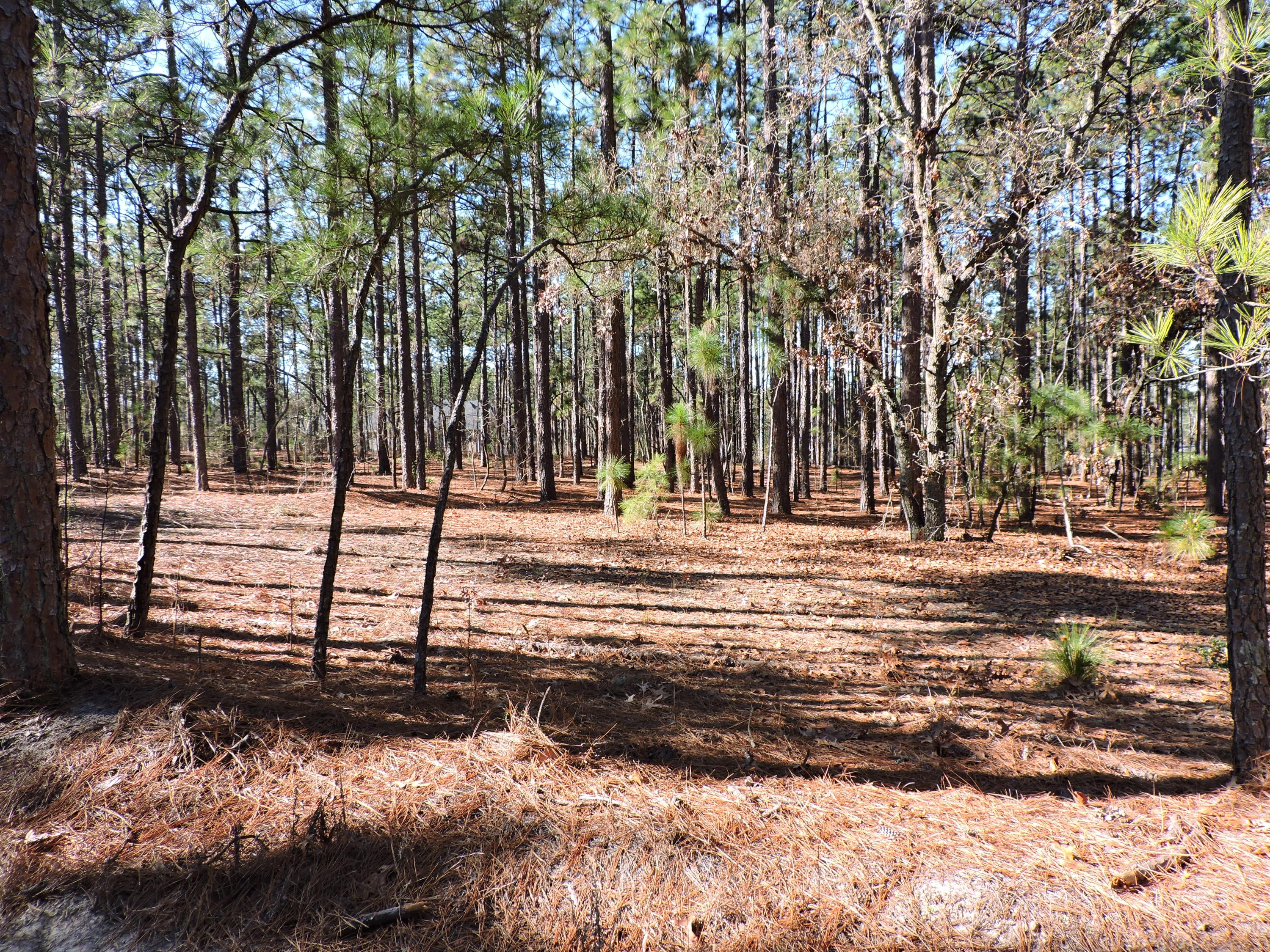 154 Williams Road Pinehurst, NC 28374 - Photo 2 of 3 Lot 7 Williams Road
