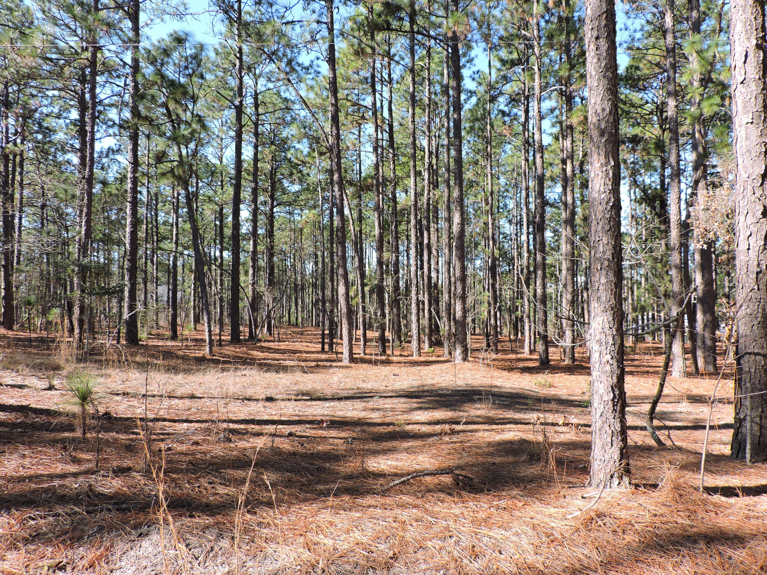 154 Williams Road Pinehurst, NC 28374 - Photo 3 of 3 Lot 8 Williams Road