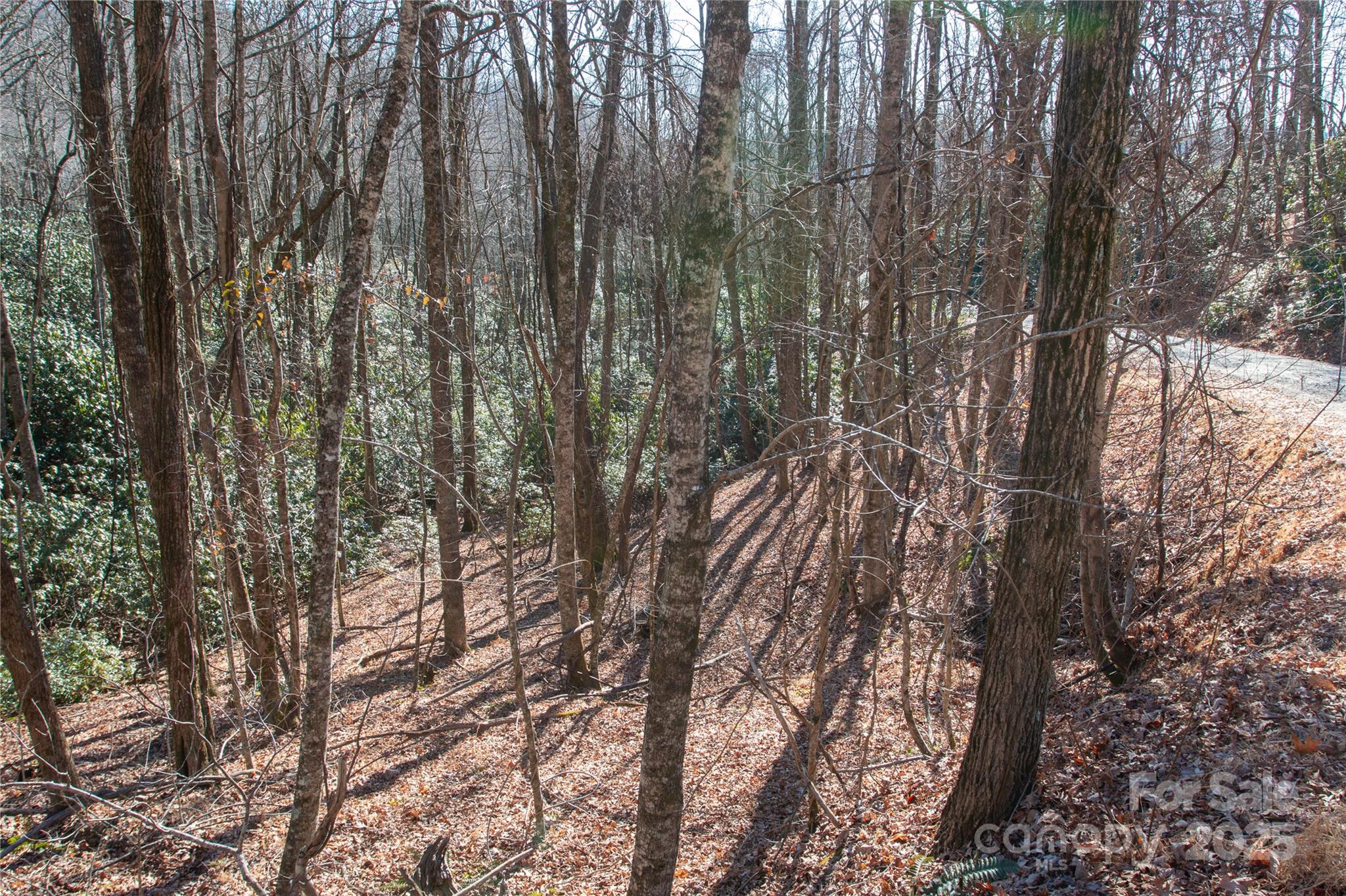 Lot 26 Big Branch Road Brevard, NC 28712 - Photo 12 of 25 a view of forest