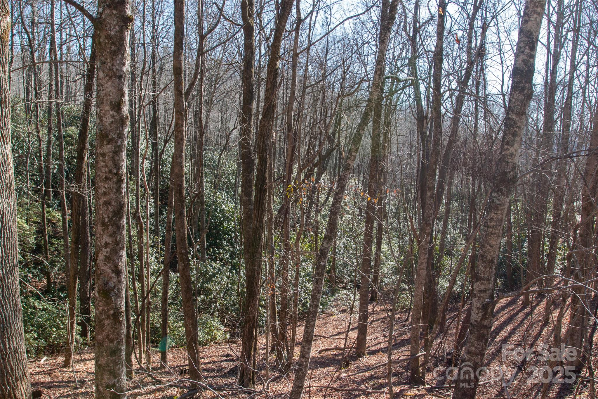 Lot 26 Big Branch Road Brevard, NC 28712 - Photo 13 of 25 a view of forest