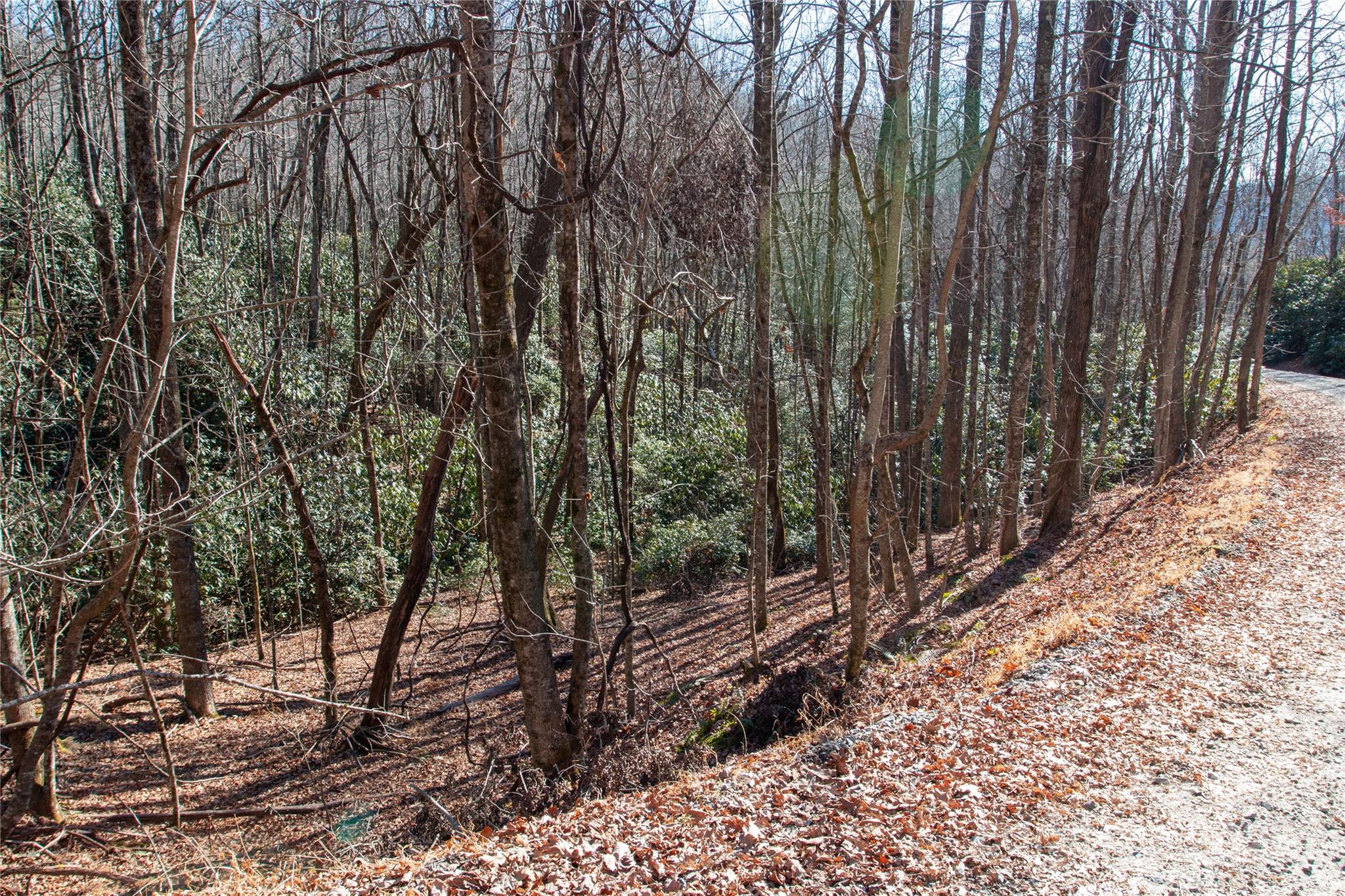 Lot 26 Big Branch Road Brevard, NC 28712 - Photo 14 of 25 a view of a forest with trees