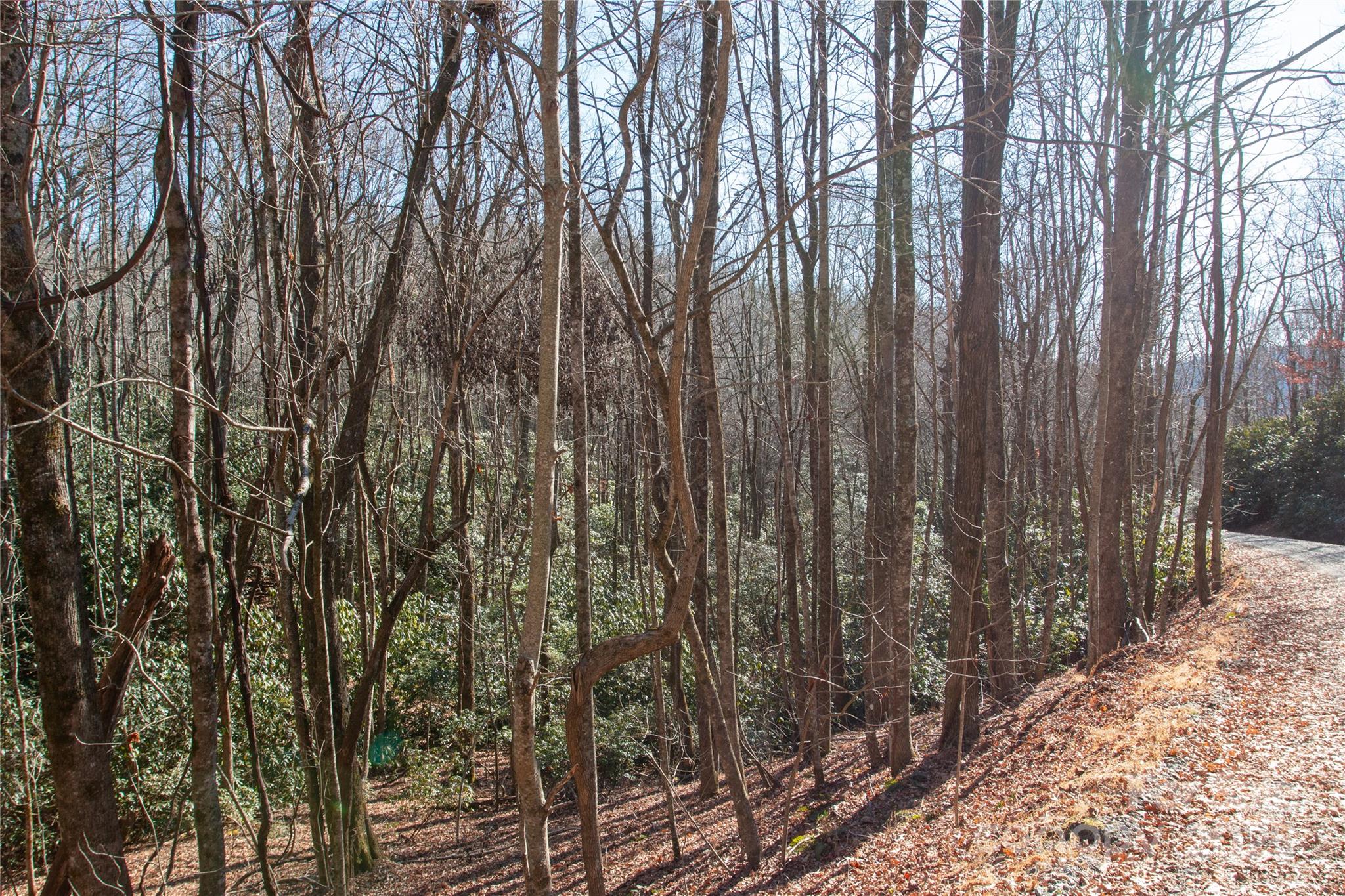 Lot 26 Big Branch Road Brevard, NC 28712 - Photo 15 of 25 a view of backyard with trees