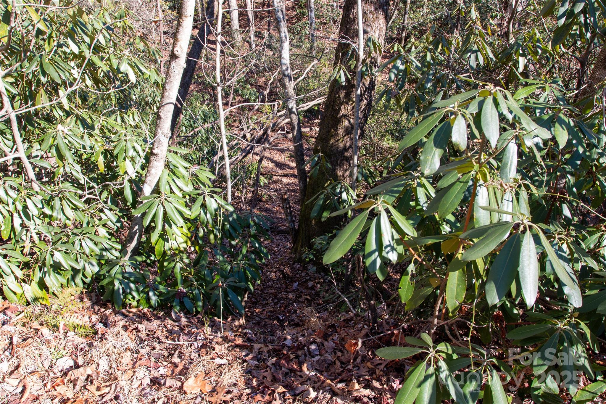 Lot 26 Big Branch Road Brevard, NC 28712 - Photo 18 of 25 a backyard of a house with lots of trees