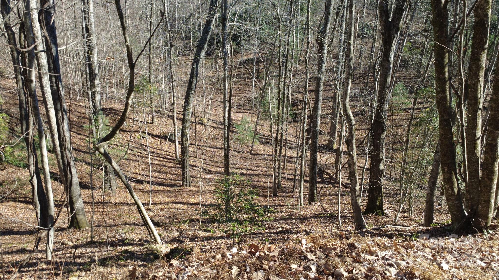 Lot 26 Big Branch Road Brevard, NC 28712 - Photo 21 of 25 a pathway of a yard