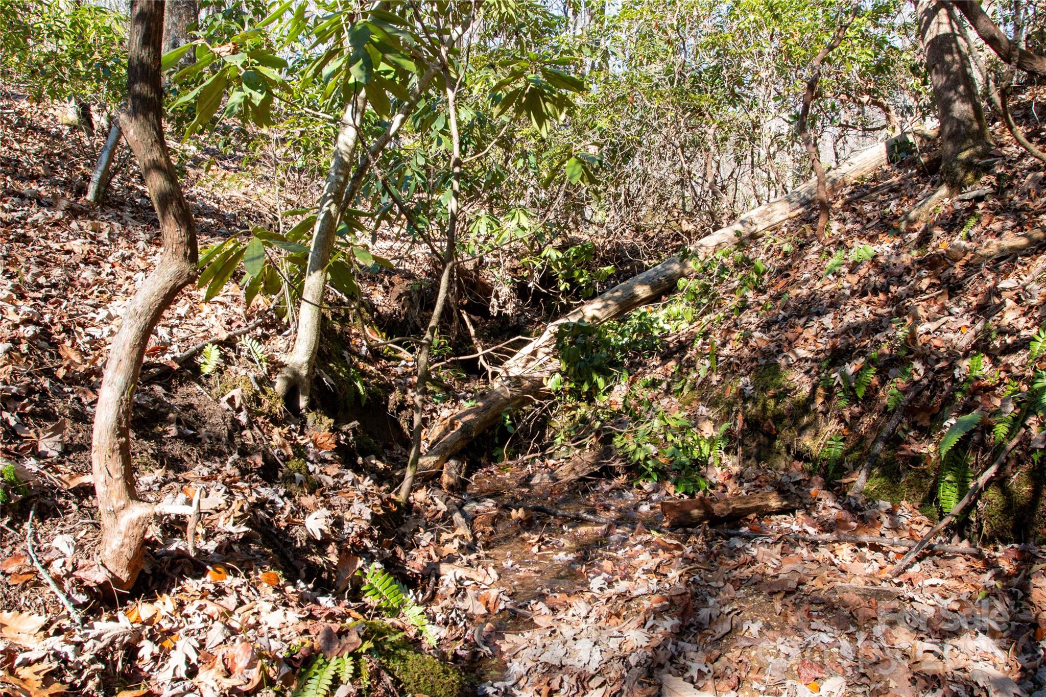 Lot 26 Big Branch Road Brevard, NC 28712 - Photo 5 of 25 a view of a tree