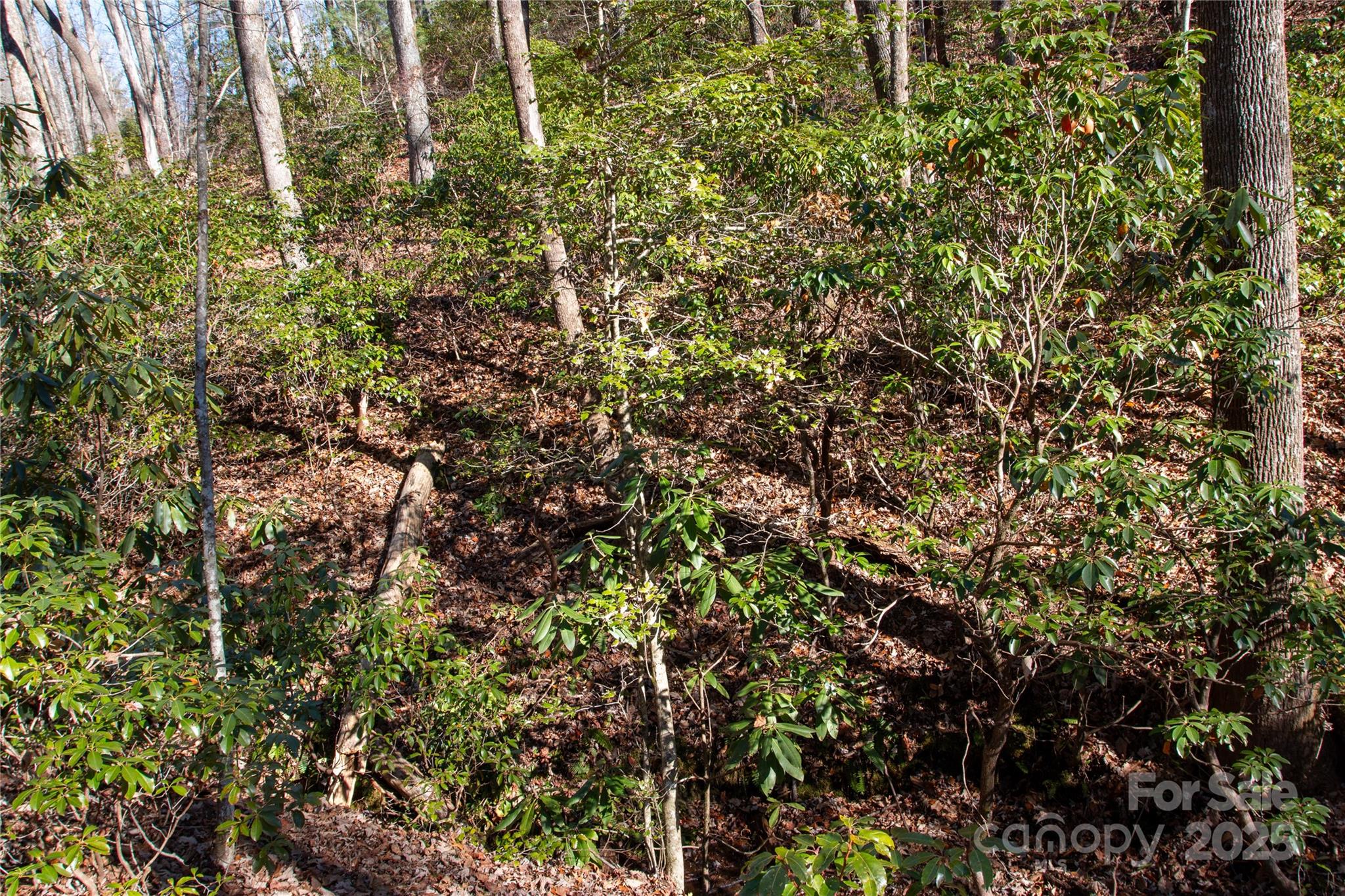 Lot 26 Big Branch Road Brevard, NC 28712 - Photo 7 of 25 a view of a tree in a garden