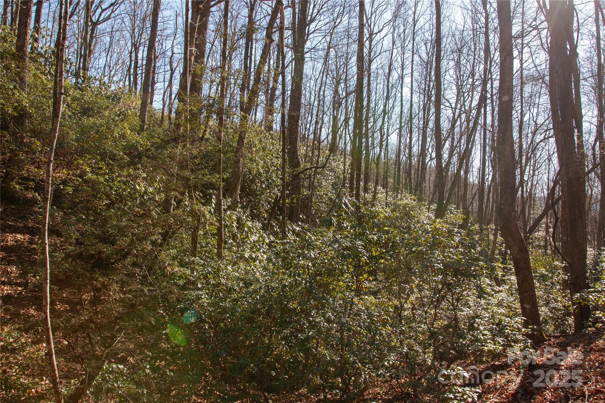 Lot 26 Big Branch Road Brevard, NC 28712 - Photo 9 of 25 a view of a yard with plants and trees