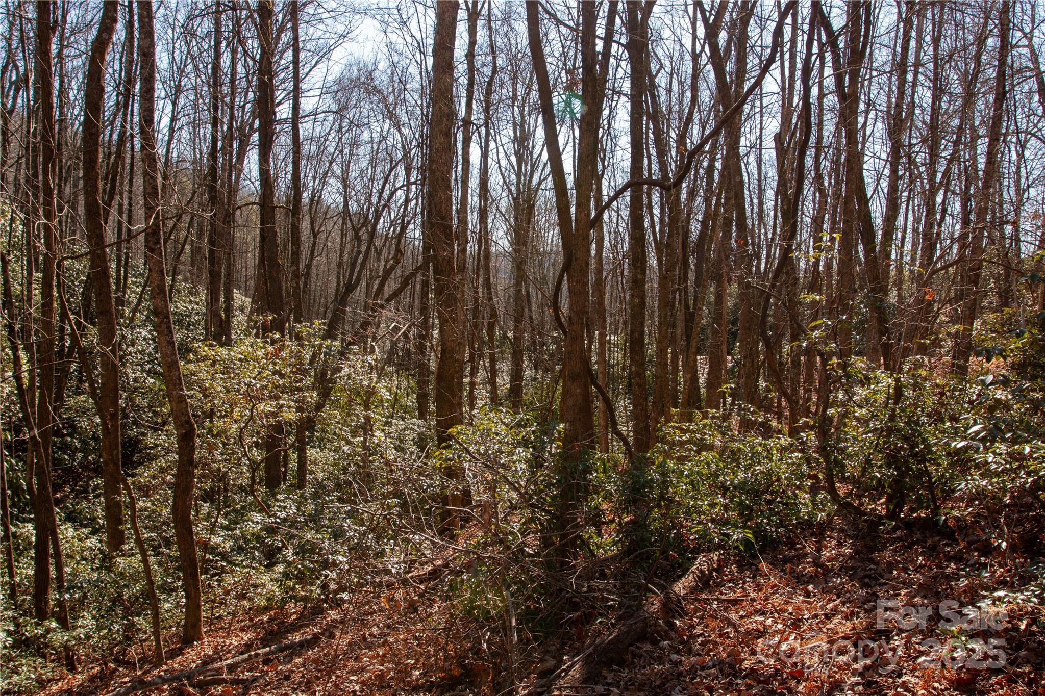 Lot 26 Big Branch Road Brevard, NC 28712 - Photo 10 of 25 a view of outdoor space and a yard