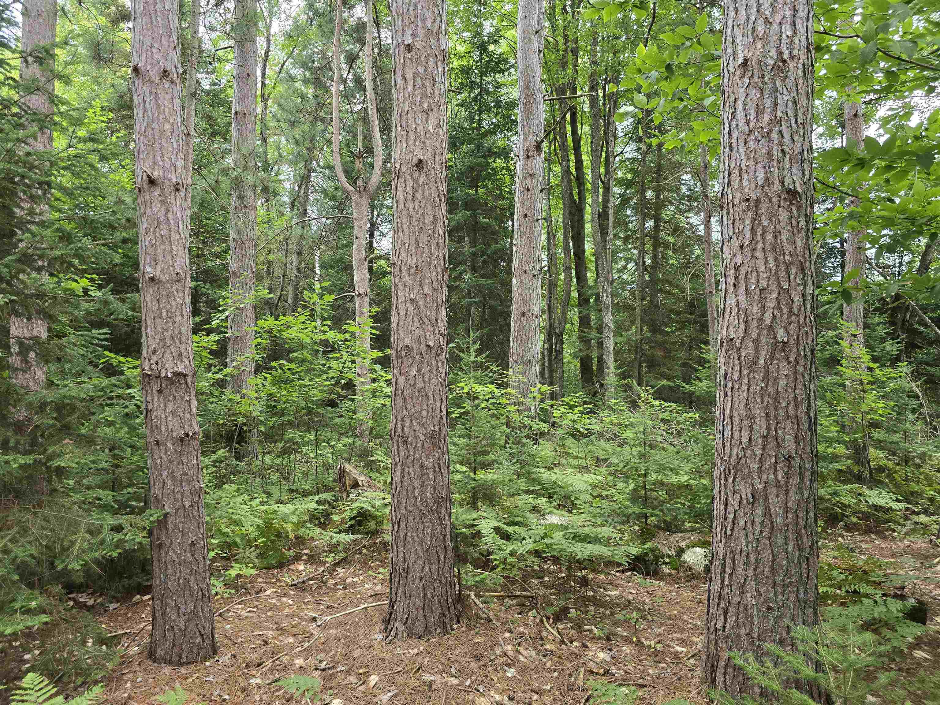 10.11-acres Golden Road Southeast Kalkaska, MI 49646 - Photo 14 of 17