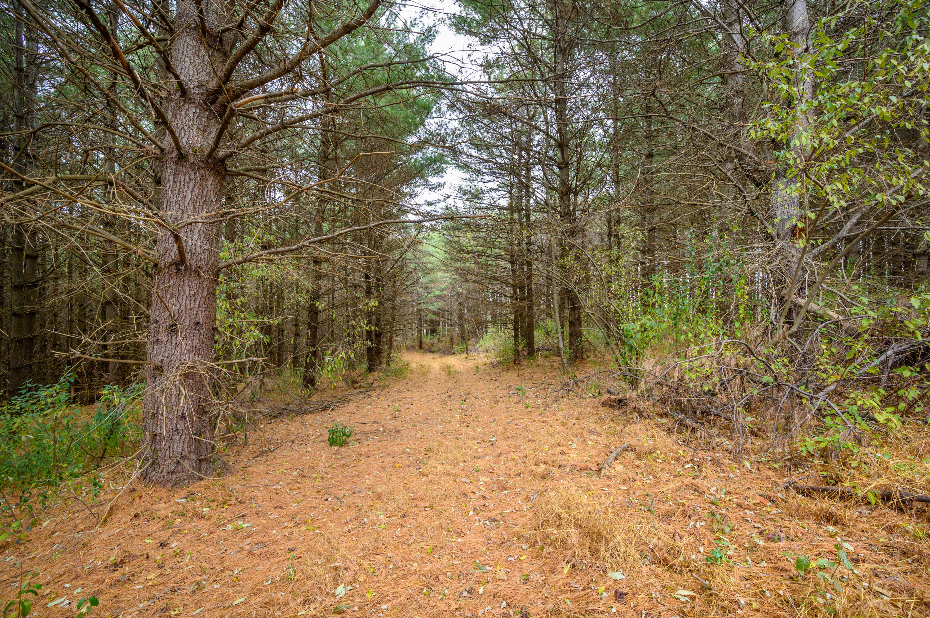 595 Wild Cherry Road Northeast Pilot, VA 24138 - Photo 5 of 21 a view of a yard with large trees