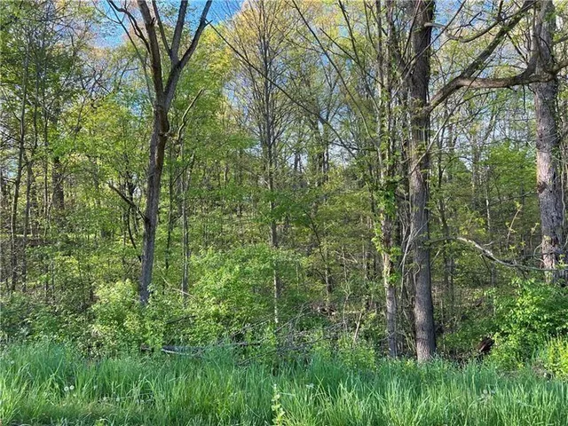 a view of a lush green forest