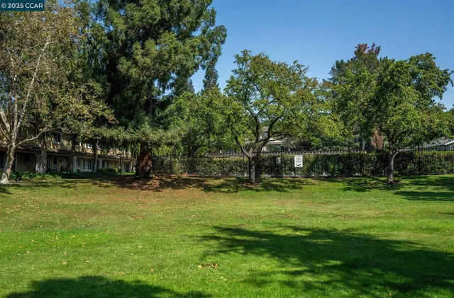 a tall tree in middle of a field