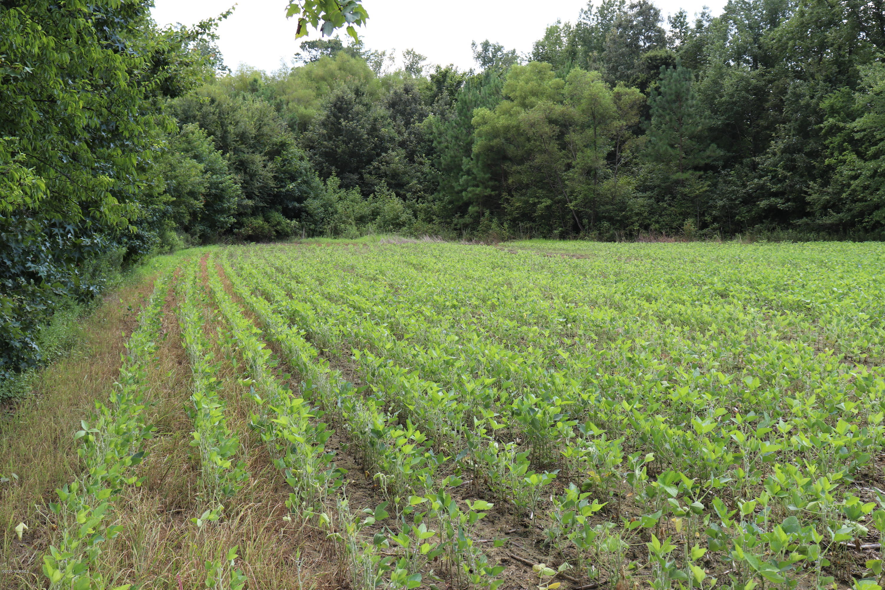 0 River Road Wade, NC 28395 - Photo 1 of 10 Ground