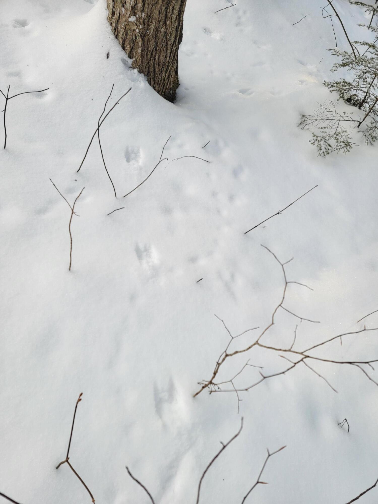 0 Railroadbed Rd Lake View Milo, ME 04463 - Photo 67 of 68 20220125_144301