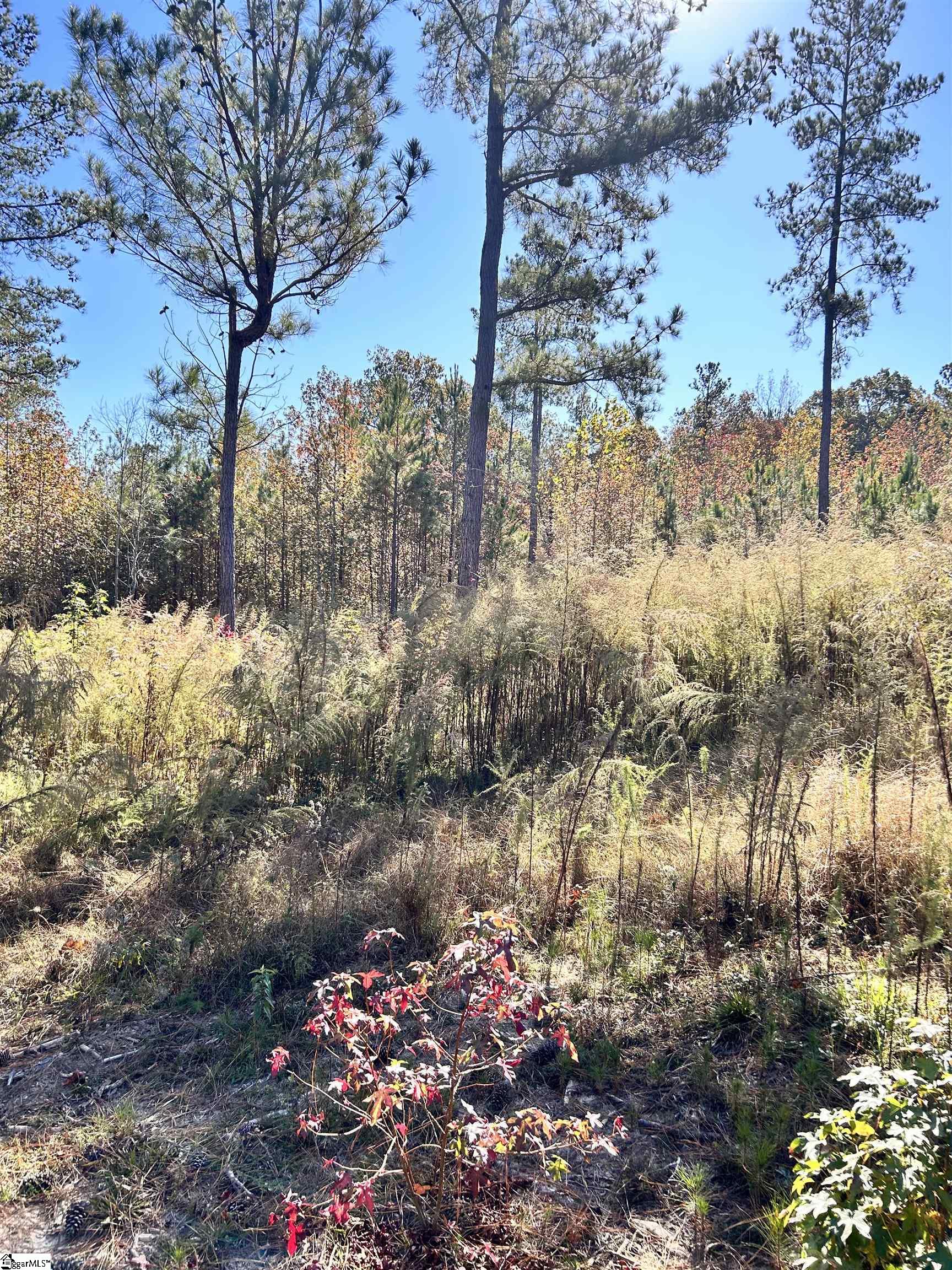 501 Blue Jay Road Hodges, SC 29653 - Photo 5 of 14 Gallery Image 5
