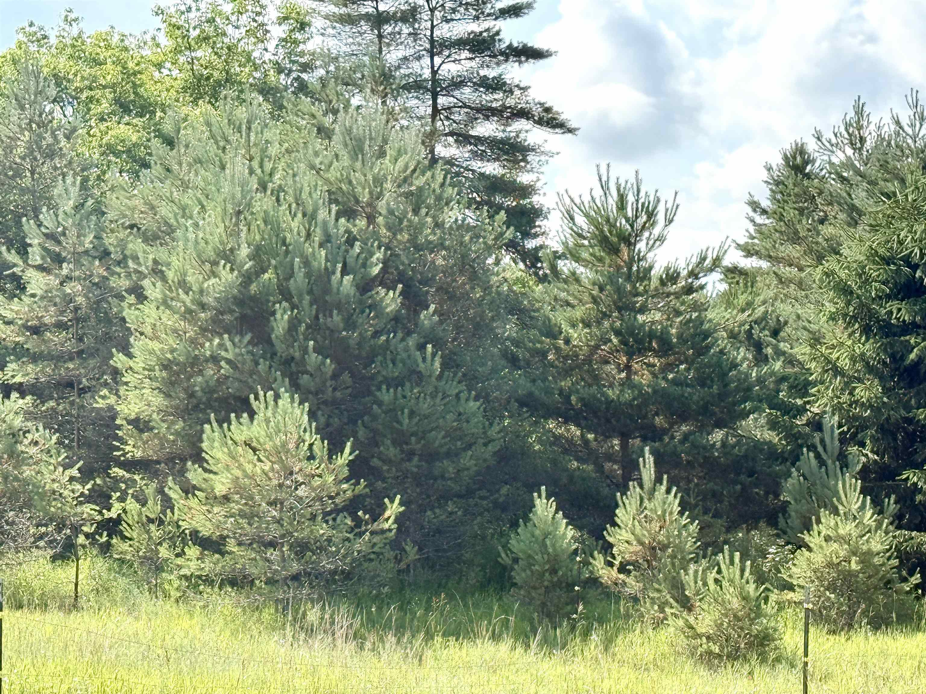 0 North 25 Road Mesick, MI 49668 - Photo 10 of 13