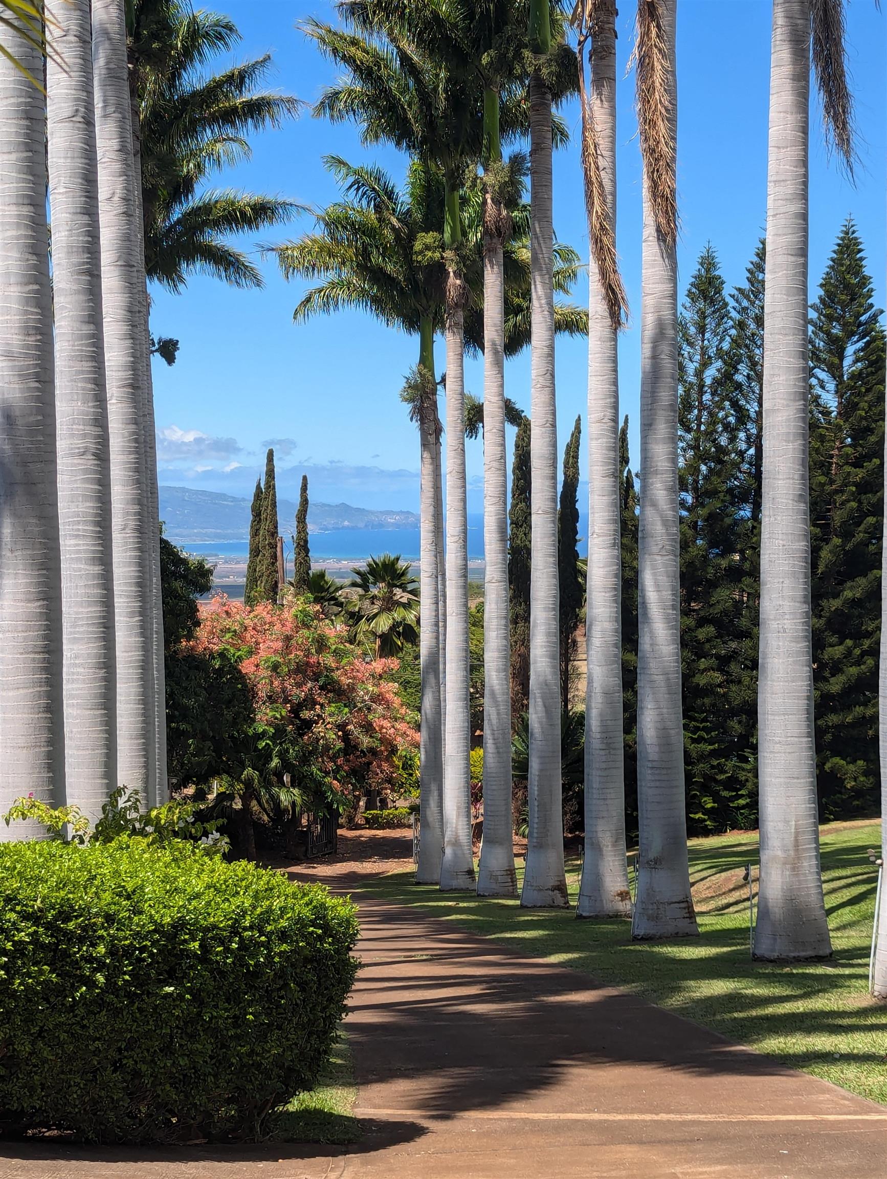 3051 Omaopio Road Kula, HI 96790 - Photo 5 of 50 Gallery Image 5