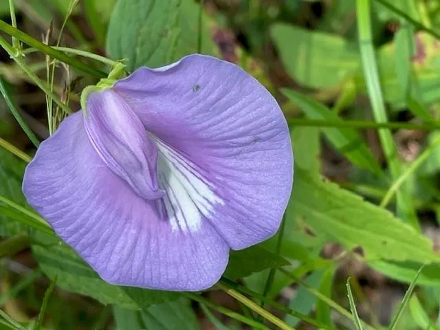a view of a backyard with plants