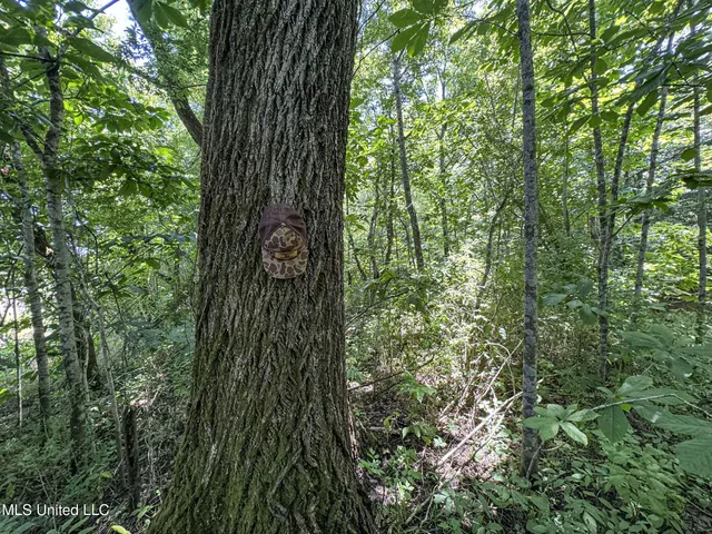 $245,700 | 45 Highway 45, Rienzi, MS 38865