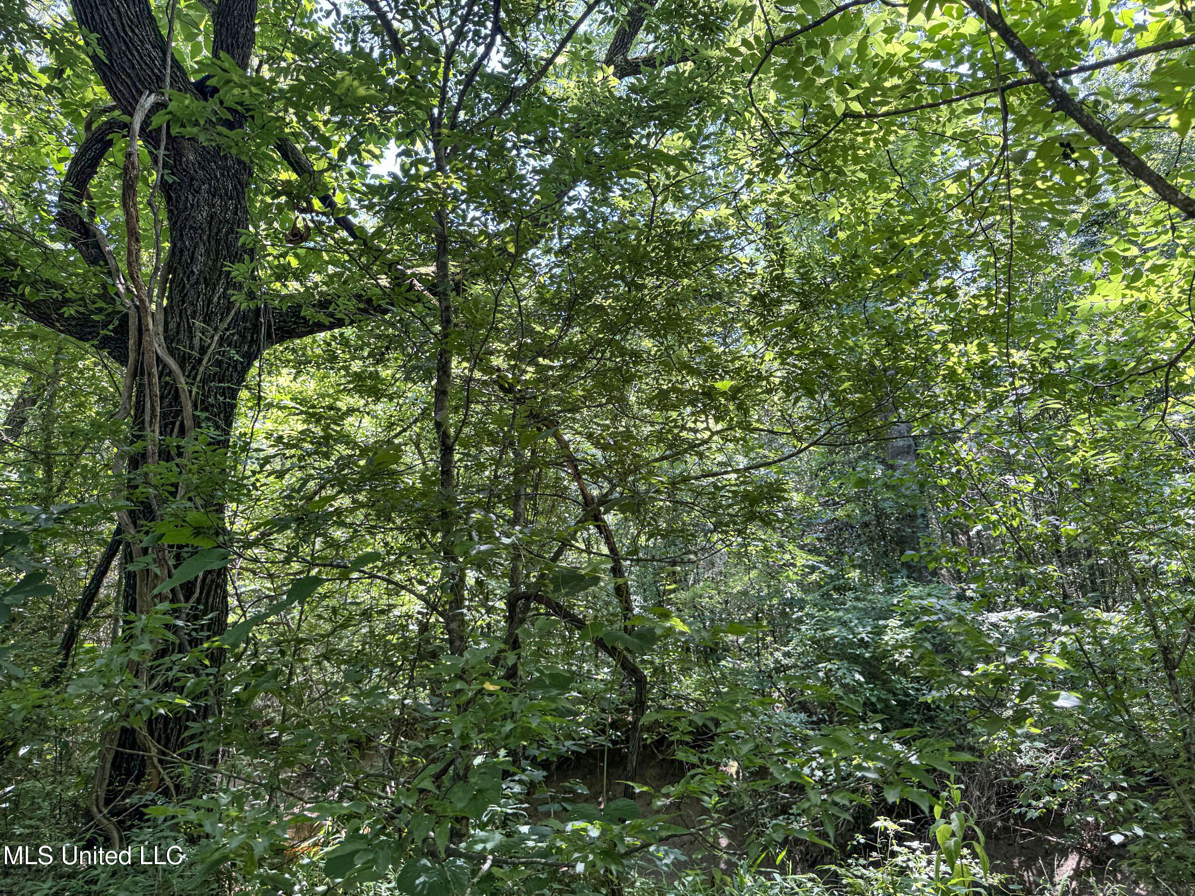 45 Highway 45 Rienzi, MS 38865 - Photo 52 of 67 4tmsnprts12