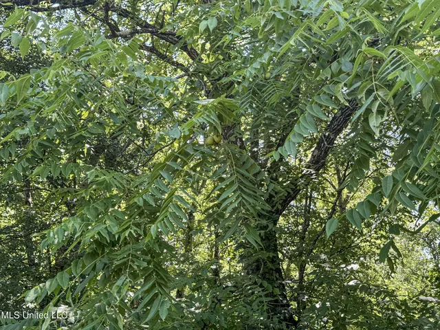 $245,700 | 45 Highway 45, Rienzi, MS 38865