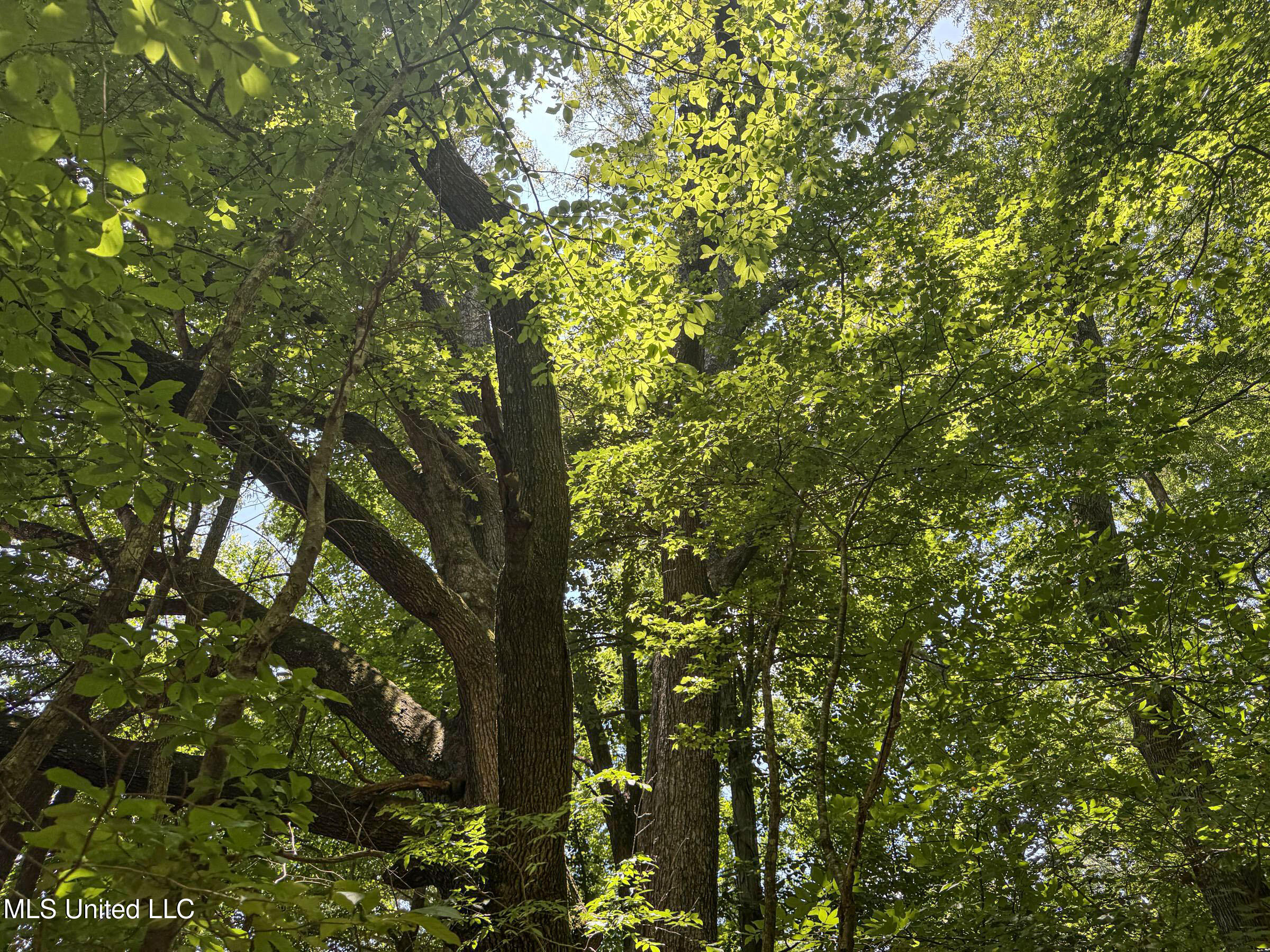 45 Highway 45 Rienzi, MS 38865 - Photo 57 of 67 4tmsnprts19