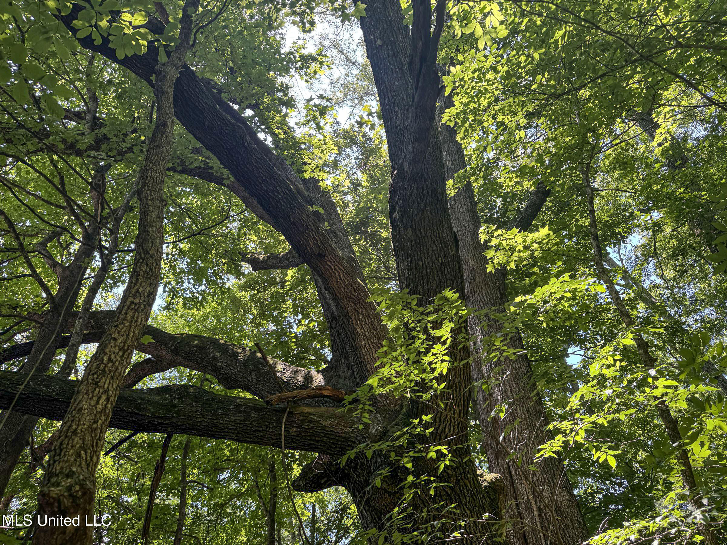 45 Highway 45 Rienzi, MS 38865 - Photo 58 of 67 4tmsnprts20