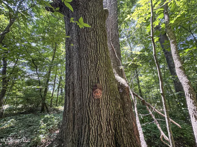 $245,700 | 45 Highway 45, Rienzi, MS 38865