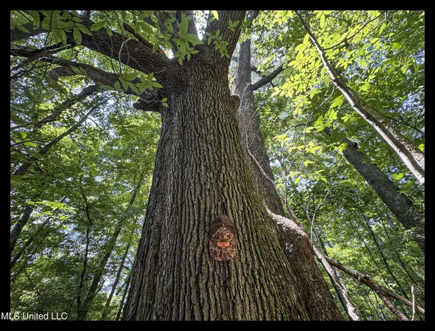 $245,700 | 45 Highway 45, Rienzi, MS 38865